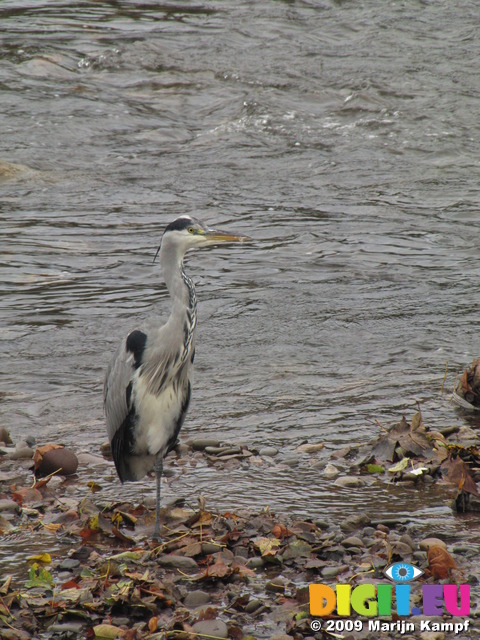 SX10365 Grey Heron (Ardea cinerea) at Blackweir, Cahtays Park, Cardiff